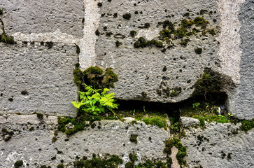 Ferns in Wall Joints