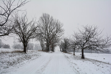 A snowy way  through trees in snowfall