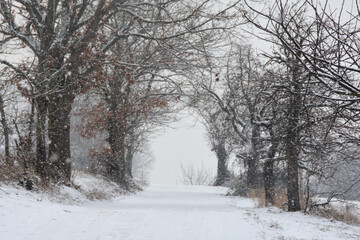 A path through trees in heavy snowfall