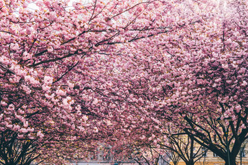 Beautiful Sakura flowers during spring season in the park. Flora pattern texture, Nature floral background.