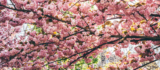 Beautiful Sakura flowers during spring season in the park, Flora pattern texture, Nature floral background. Long banner