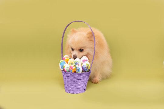 Cute Pomeranian dog looks at a basket of Easter eggs. A basket of Easter eggs and a red dog on a green background. Space for text.