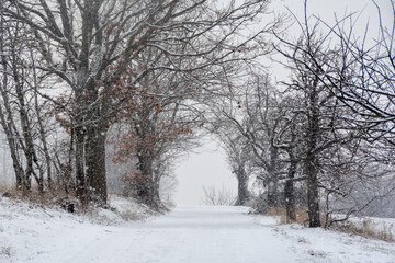 Wintertime  -  A snowy path through trees in heavy snowfall