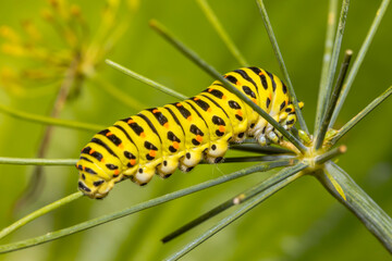 Closeup of a Monarch butterfly caterpillar feeding on leaves.