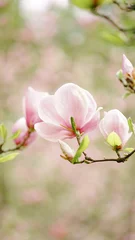 Foto op Canvas bloeien in de lente © neteli