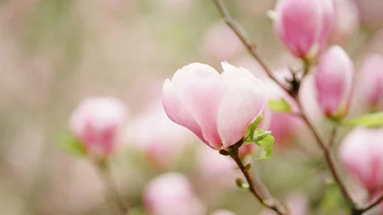 Foto op Canvas pink magnolia flowers © neteli