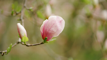 Obraz premium magnolia blossom