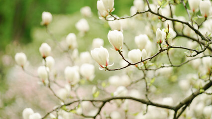 spring blossom in spring