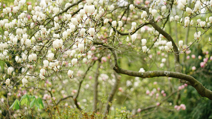 spring in the garden