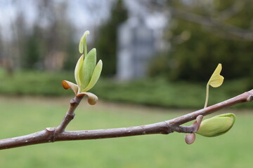 Wiosna. Świeże pączki. Pąk. © shake_pl