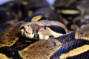 a dangerous boa constrictor