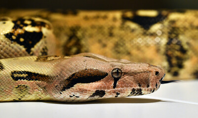 boa constrictor