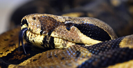 una serpiente boa constrictor