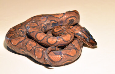 una serpiente boa constrictor