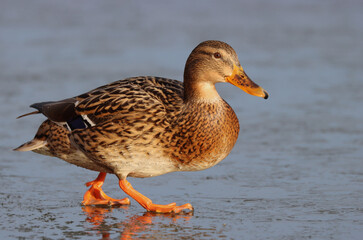 Mallard