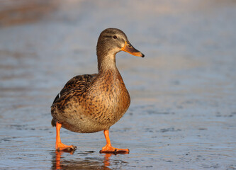 Mallard