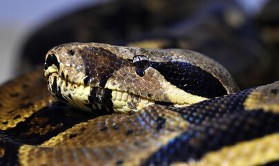 una serpiente boa constrictor