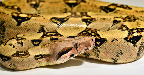una serpiente boa constrictor