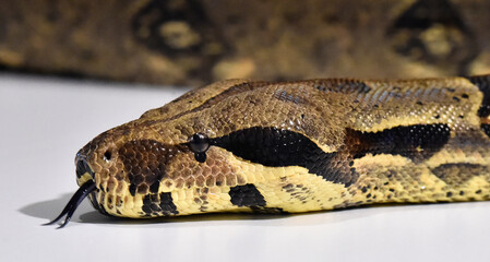 una serpiente boa constrictor