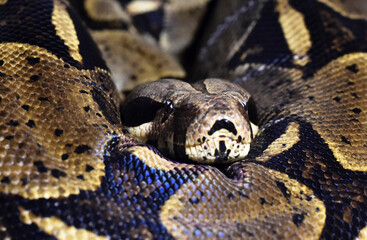 una serpiente boa constrictor