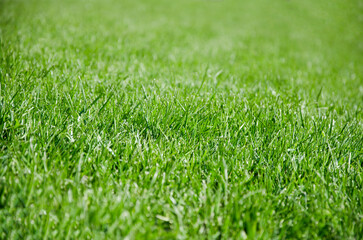 Young green grass. Lawn