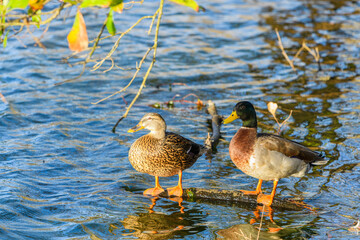 Male and female mallard ducks on a log in Audubon Park Lagoon, New Orleans, LA, USA