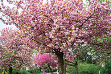 Beautiful bink sakura tree in blossom during spring time in a park. Natural backgorund