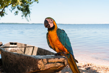 Macaw resting on a boat on the river bank