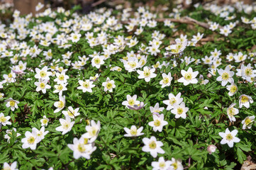 Spring forest. Anemone woodland Anemone sylvestris. White flowers in a forest clearing.