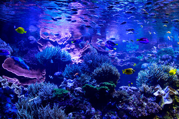 Fototapeta na wymiar 珊瑚のアクアリウムで泳ぐ美しい熱帯魚