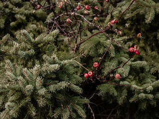 Rosehips in the forest