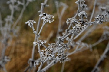 Blume mit gefrorenem Reif im Winter