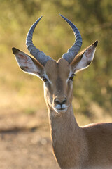 Young Impala Ram, Pilanesberg National Park