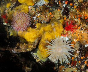 Two cold water sea anemones