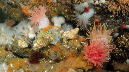 Oregon Triton (sea Snails) laying eggs, surrounded by a garden of anemones, sponges, seastars and soft coral