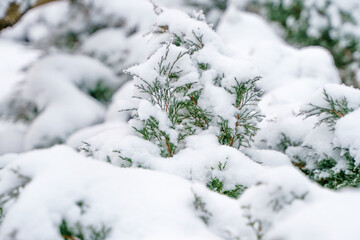 Close-up of thuja in the snow