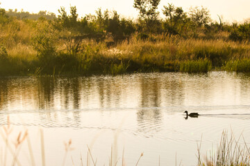 Pilanesberg National Park Pond Scene