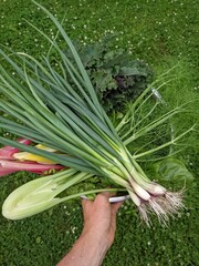 harvest basket in summer with spring onions, fennel, green kale, chard, small permaculture vegetable garden, self-sufficient garden