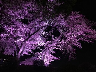 Cherry Blossoms at Night Maebashi Park Gunma Japan
