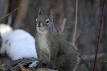 A squirrel eating sunflower seeds in a park