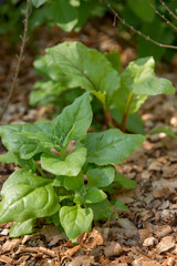 spinach and beetroot