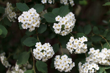 Prunus padus blooms in white fragrant beautiful flowers in the garden in spring
