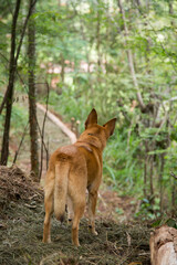 dog looking for something