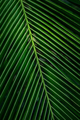 Green palm leaf pattern texture abstract background. Copy space for graphic design tropical summer concept. 