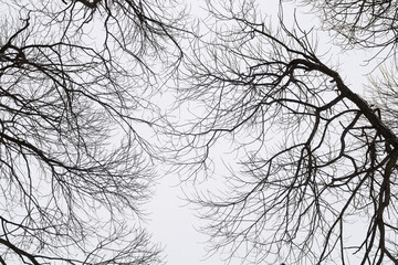 Fototapeta premium Background of winter branches of a tree with fallen leaves, taken from the bottom up. The texture of a dry winter tree branch against a gray sky. A cloudy winter day.