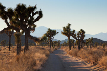 Fototapeta premium Joshua Tree Road
