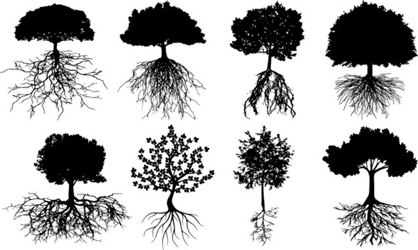 Tree With Roots Silhouettes Tree With Roots SVG EPS PNG