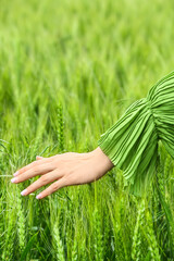 Woman in green wheat field on sunny day, closeup