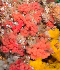 Red Soft Coral (Gersemia rubiformis)