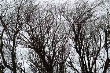 Background of winter trees without leaves. The texture of dry winter branches and tree trunks against a gray sky. A cloudy winter day.(1)